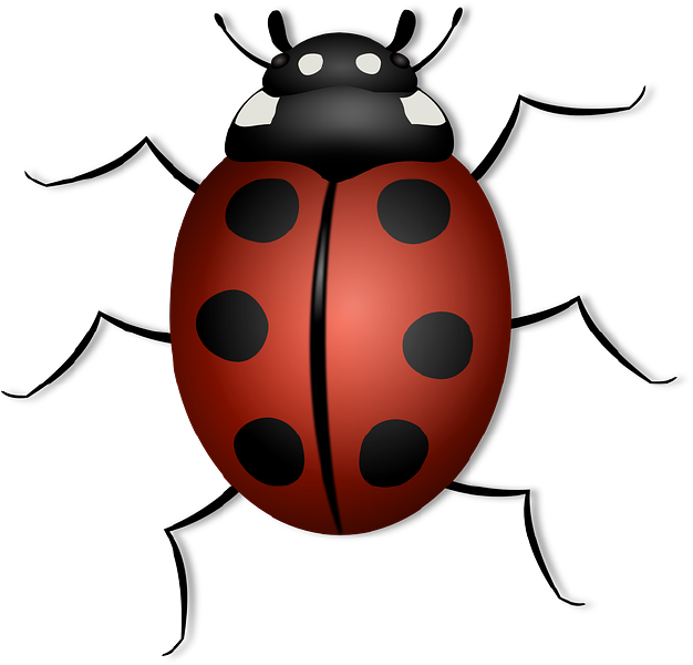 File:Ladybug-156624-640.png